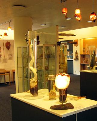 Museo del Pene a Reykjavik